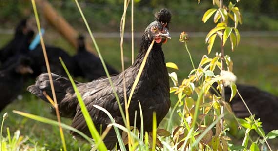 Gallina appenzellese a cuffia