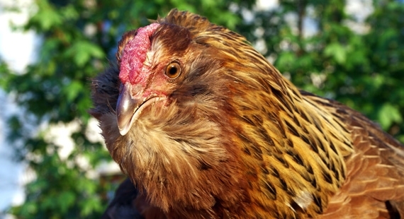 Gallina appenzellese barbuta, un bellissimo primo piano