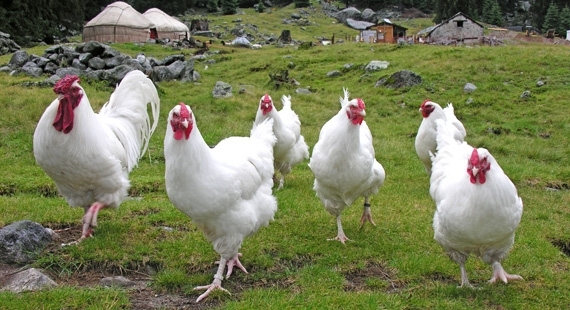 Gallina svizzera