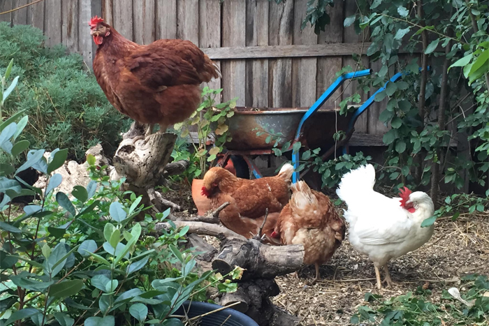 Galline felici adottate da un allevamento intensivo di ovaiole