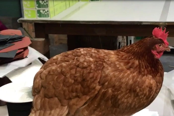 La gallina rifugiata nei laboratori Arbos