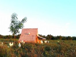 Uovo Perfetto, l’allevamento etico ed eco-sostenibile che salva le galline | Tuttosullegalline.it