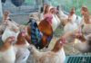 La Gallina Mugellese, gruppo di femmine con gallo