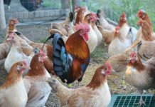 La Gallina Mugellese, gruppo di femmine con gallo