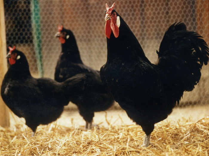 Gallo e galline colorazione nera La Flèche