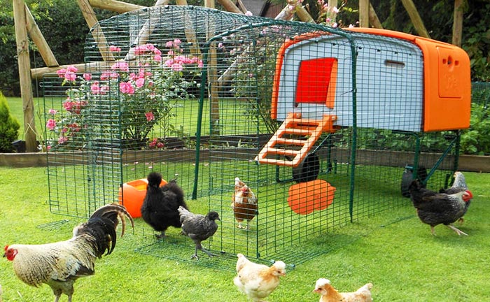 Pollaio da giardino in plastica: pro e contro - Galline, Pollaio, Ricette  con Uova e Video divertenti