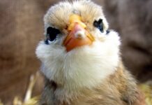 Pulcino di Gallina appenzellese barbuta