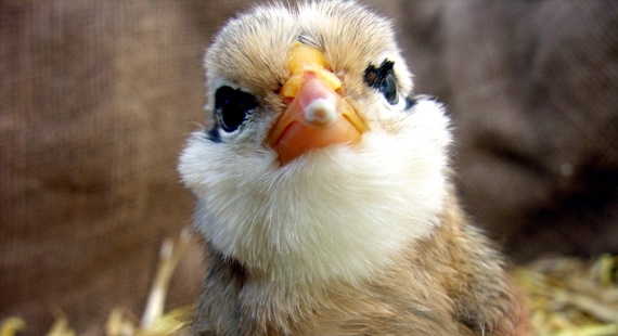 Adottare Pulcini Per Salvare Galline Di Razze Rare Galline Pollaio Ricette Con Uova E Video Divertenti