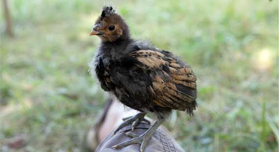 Pulcinotto di Gallina appenzellese a cuffia