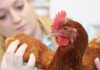 Veterinari per galline, esperti nella cura degli avicoli (da allevamento e compagnia) | Tuttosullegalline.it