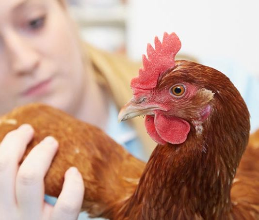 Veterinari per galline, esperti nella cura degli avicoli (da allevamento e compagnia) | Tuttosullegalline.it
