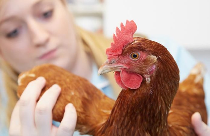 Veterinari per galline, esperti nella cura degli avicoli (da allevamento e compagnia) | Tuttosullegalline.it