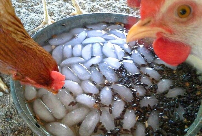 Acqua con ghiaccio per le galline