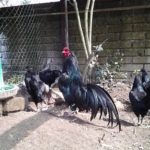 Il Canto del Gallo | Allevamento galline ornamentali e ovaiole