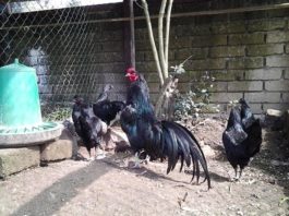 Il Canto del Gallo | Allevamento galline ornamentali e ovaiole