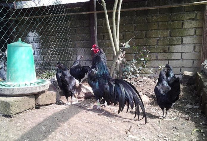 Il Canto del Gallo | Allevamento galline ornamentali e ovaiole