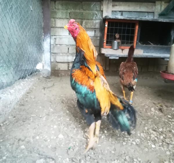 Il Canto del Gallo | Allevamento galline ornamentali e ovaiole