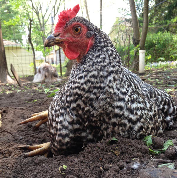 Bagno di terra (o sabbia e cenere) che non deve mai mancare alle galline