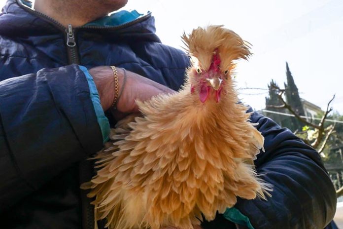 Adotta una cocca, Fattoria del Rocio, Firenze