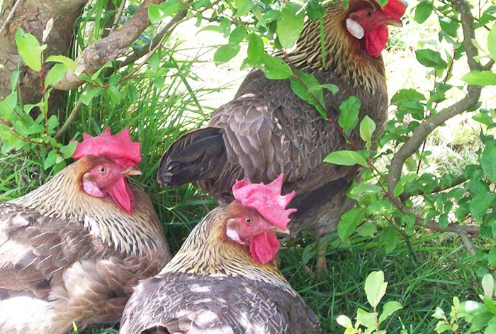 Galline cercano il fresco all'ombra in estate