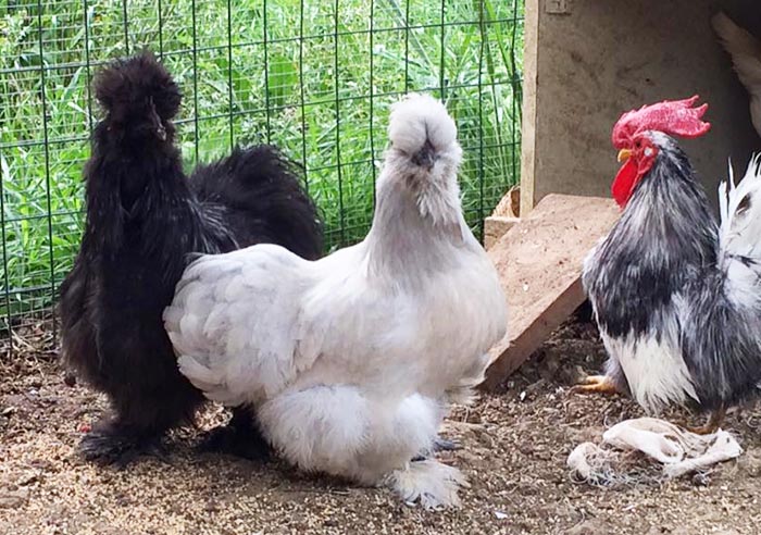 Galline Moroseta, Fattoria del Rocio, Firenze