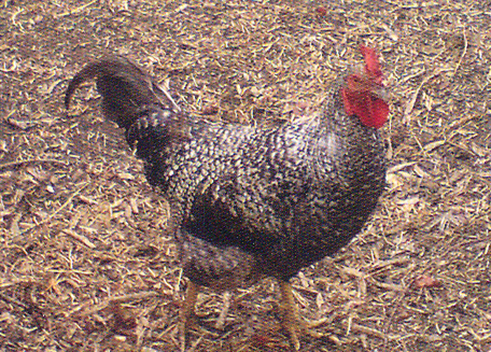 Esemplare di gallina di razza Megrula georgiana