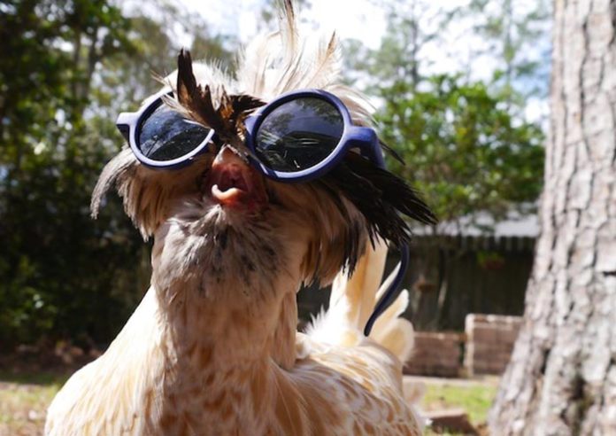 Pollaio in estate: le galline soffrono il caldo; ecco cosa fare | Tuttosullegalline.it
