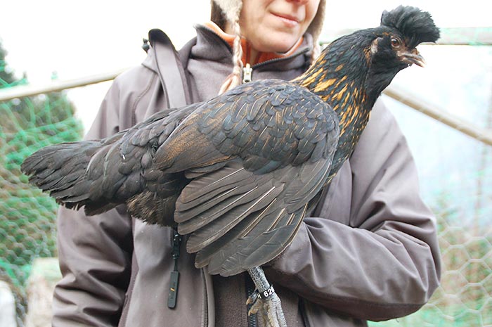 gallina NeoTirolese oggi (allevatrice Akena Tamanini, foto Paolo Lazzaretti - Trento)