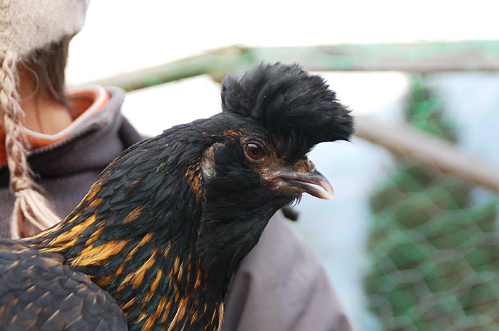 gallina NeoTirolese oggi (allevatrice Akena Tamanini, foto Paolo Lazzaretti - Trento)