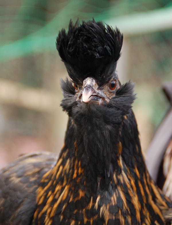 gallina NeoTirolese oggi (allevatrice Akena Tamanini, foto Paolo Lazzaretti - Trento)