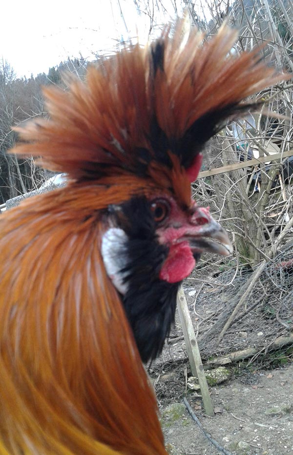 gallo NeoTirolese oggi (allevatrice Akena Tamanini, foto Paolo Lazzaretti - Trento)