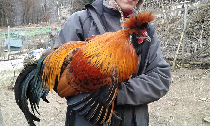 gallo NeoTirolese oggi (allevatrice Akena Tamanini, foto Paolo Lazzaretti - Trento)