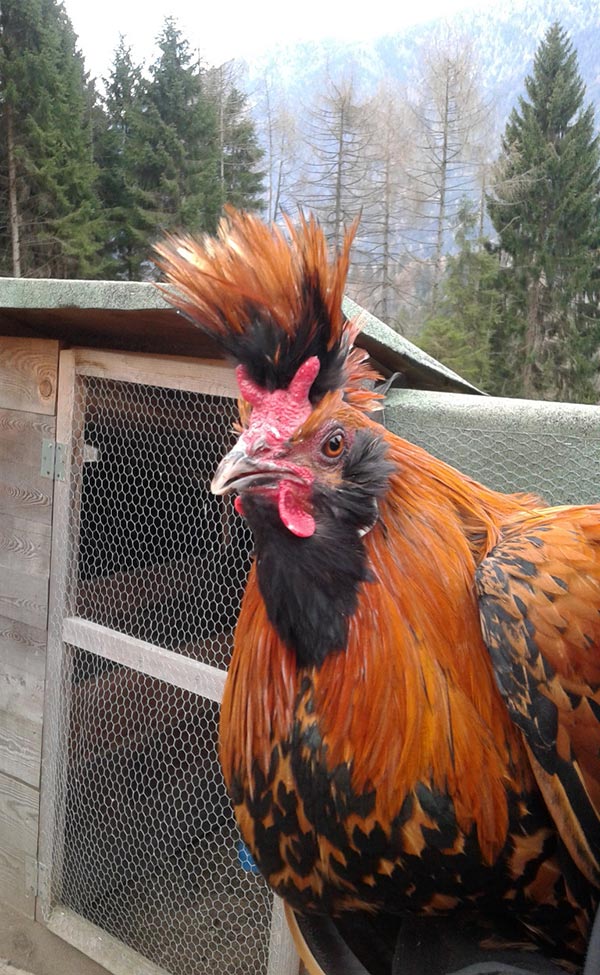 gallo NeoTirolese oggi (allevatrice Akena Tamanini, foto Paolo Lazzaretti - Trento)