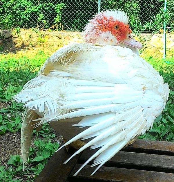 Anatra muta Petunia arruffata dopo il bagno