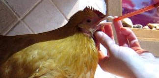Come somministrare medicinali in modo corretto alle nostre galline | Tuttosullegalline.it