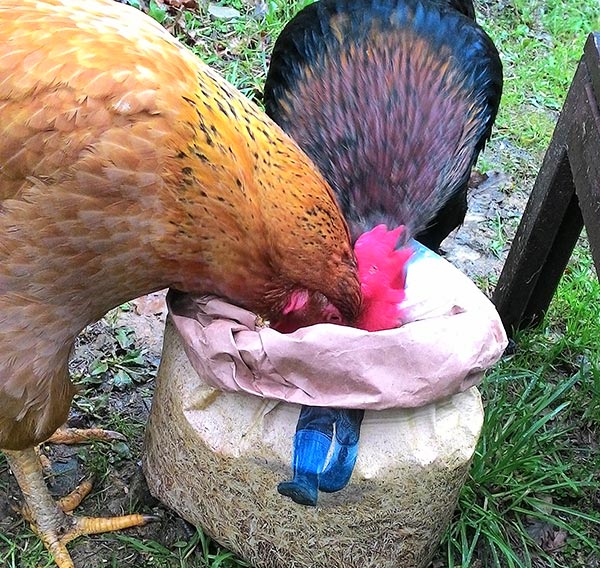 gallo Black e gallina Dirty Ass che rubano il cibo!