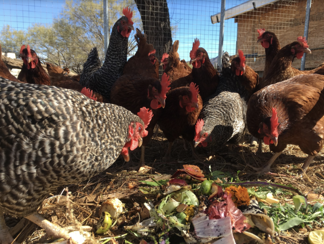 Galline mangiano rifiuti organici e avanzi