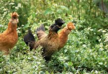 La gallina Tirolese ciuffata (NeoTirolese – Tirolerhuhn) | Tuttosullegalline.it