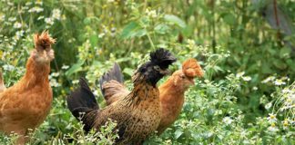 La gallina Tirolese ciuffata (NeoTirolese – Tirolerhuhn) | Tuttosullegalline.it