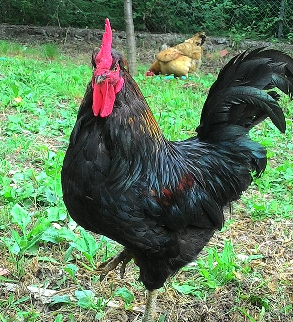 Gallo Black