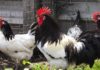 Norme generali di allevamento professionale per il benessere delle galline