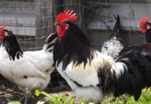 Norme generali di allevamento professionale per il benessere delle galline
