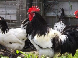 Norme generali di allevamento professionale per il benessere delle galline