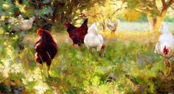 Galline come compagne di vita: ricordi, emozioni e immagini autobiografiche