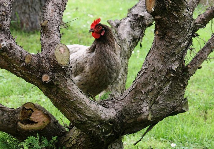 Le galline secondo Adriano Ghirotto