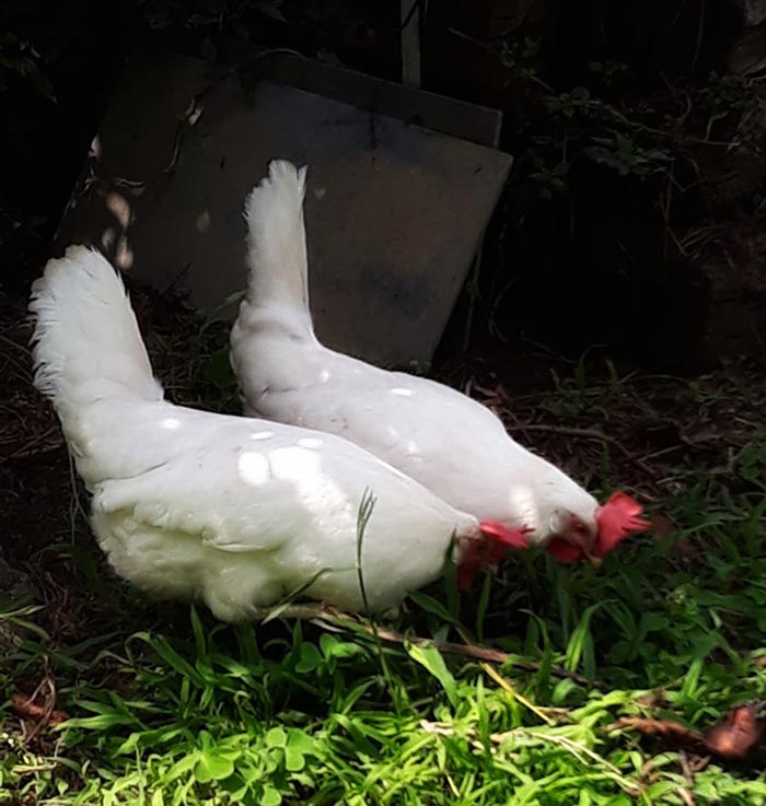 Le galline secondo Antonella Monteverde