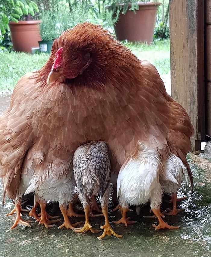 Le galline secondo Cecilia Zaro