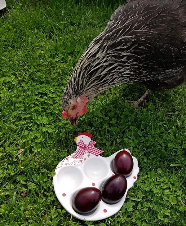 Le galline secondo Claudia Ilie