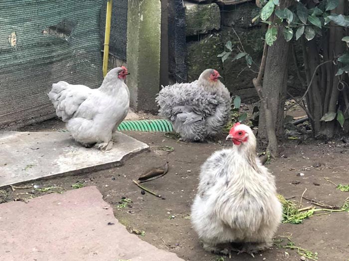 Le galline secondo Elisa Boldrini