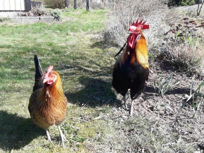 Le galline secondo Francesca Lupo